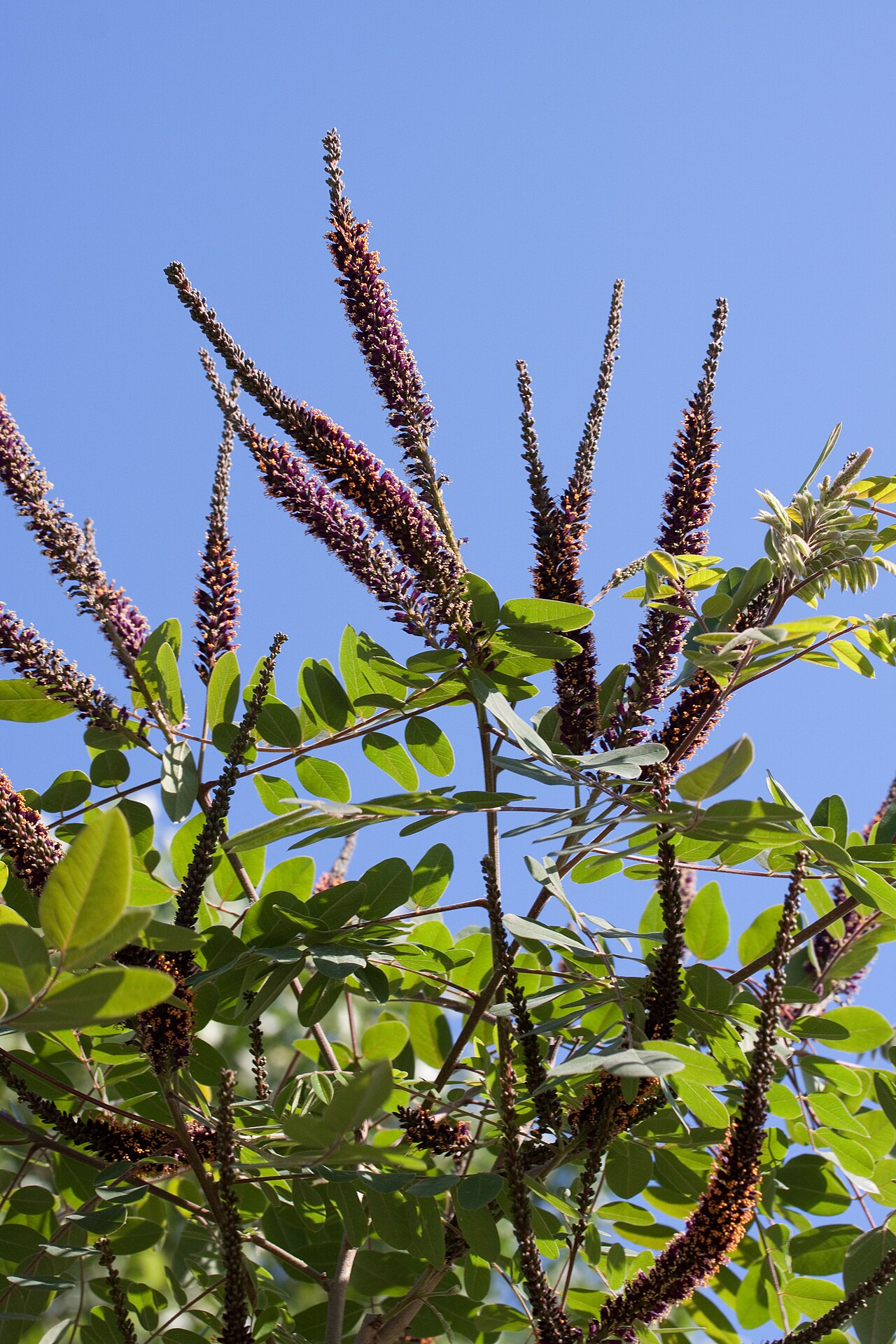 Leadplant: Floraison d'Amorpha canescens - Jardin des Plantes - Paris