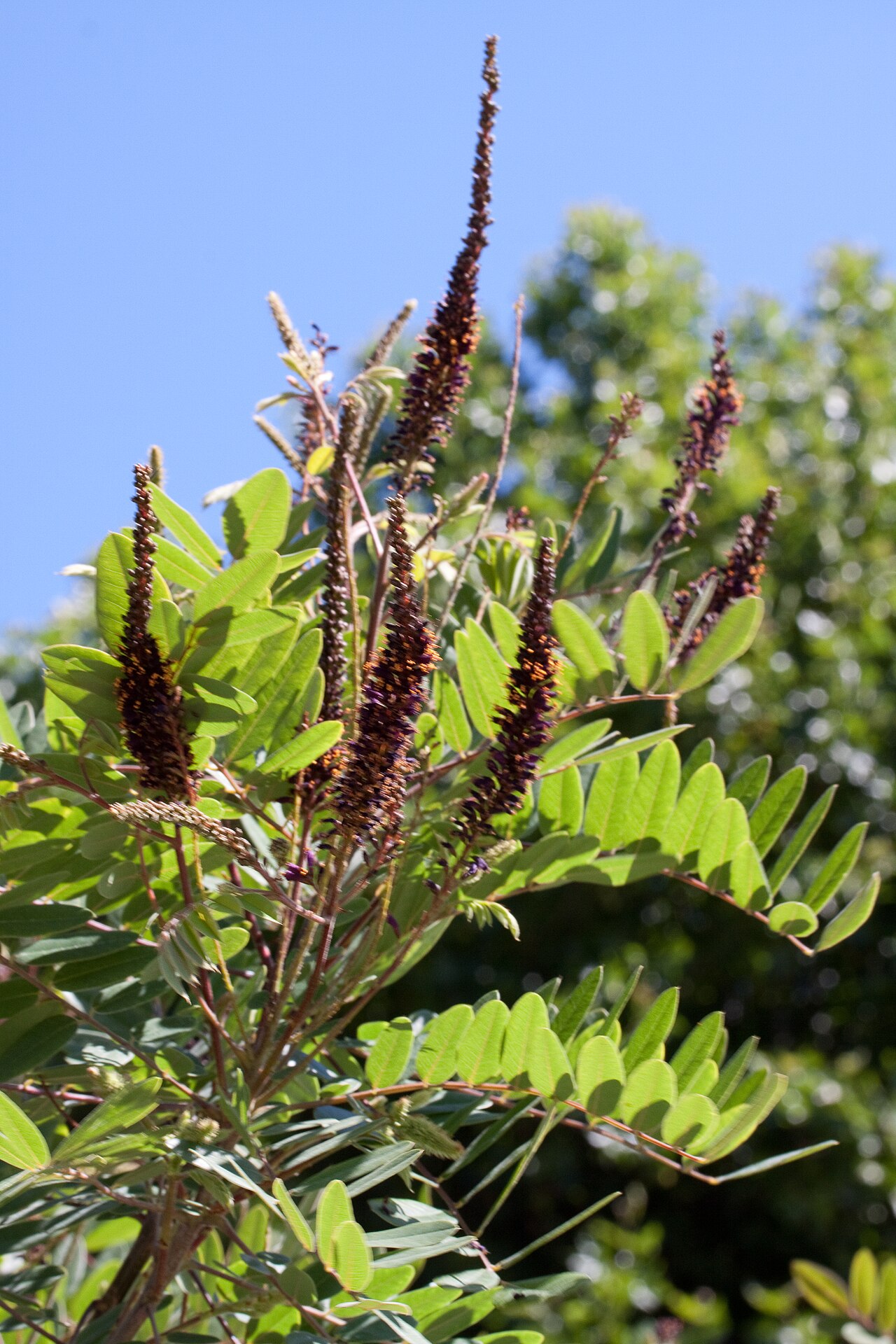 Leadplant: Floraison d'Amorpha canescens - Jardin des Plantes - Paris