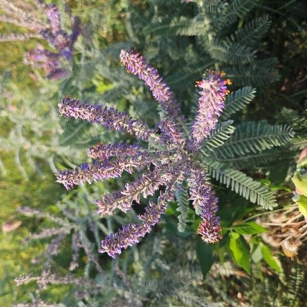 Leadplant (Amorpha canescens)