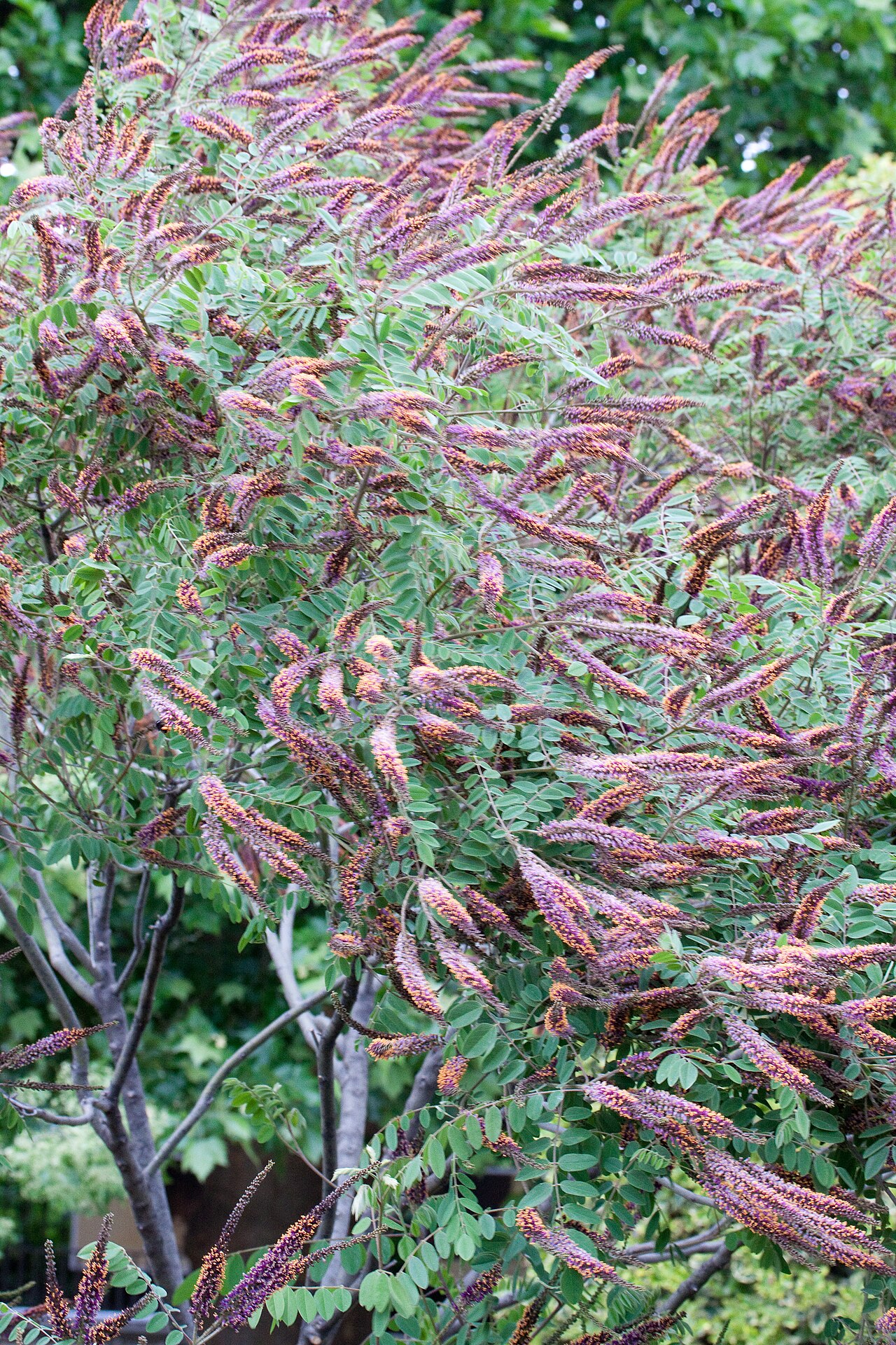 Leadplant: Floraison d'Amorpha canescens - Jardin des Plantes - Paris