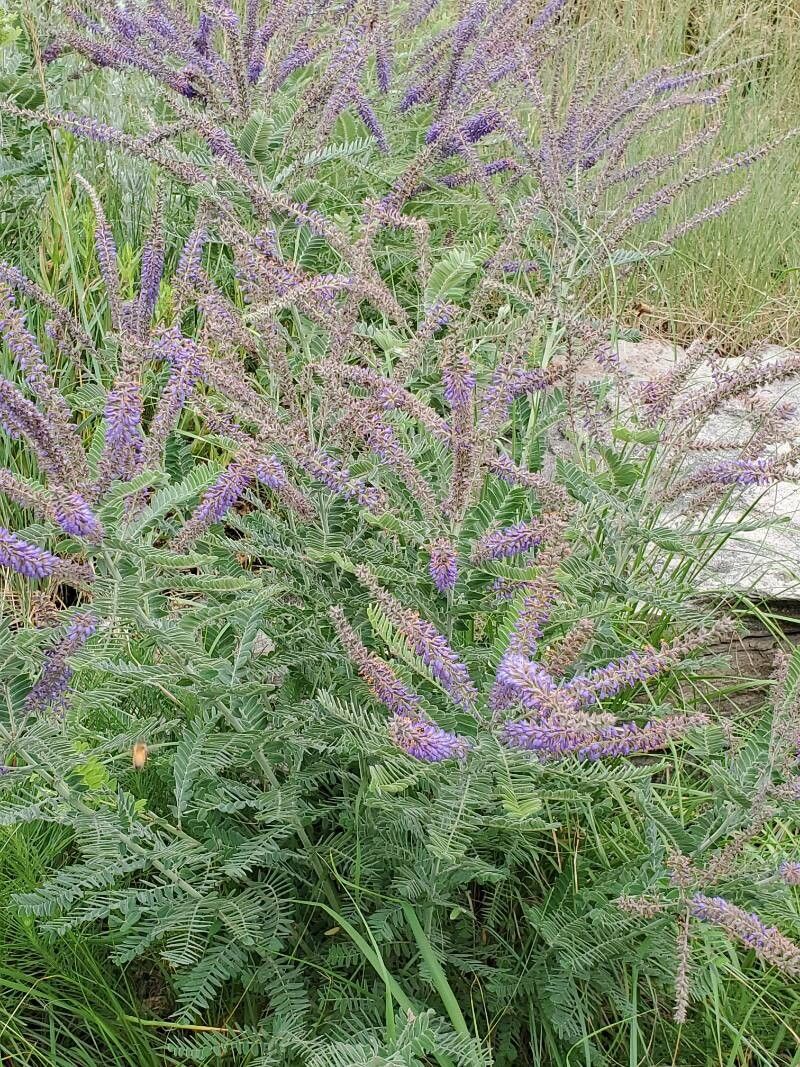 Leadplant (Amorpha canescens)