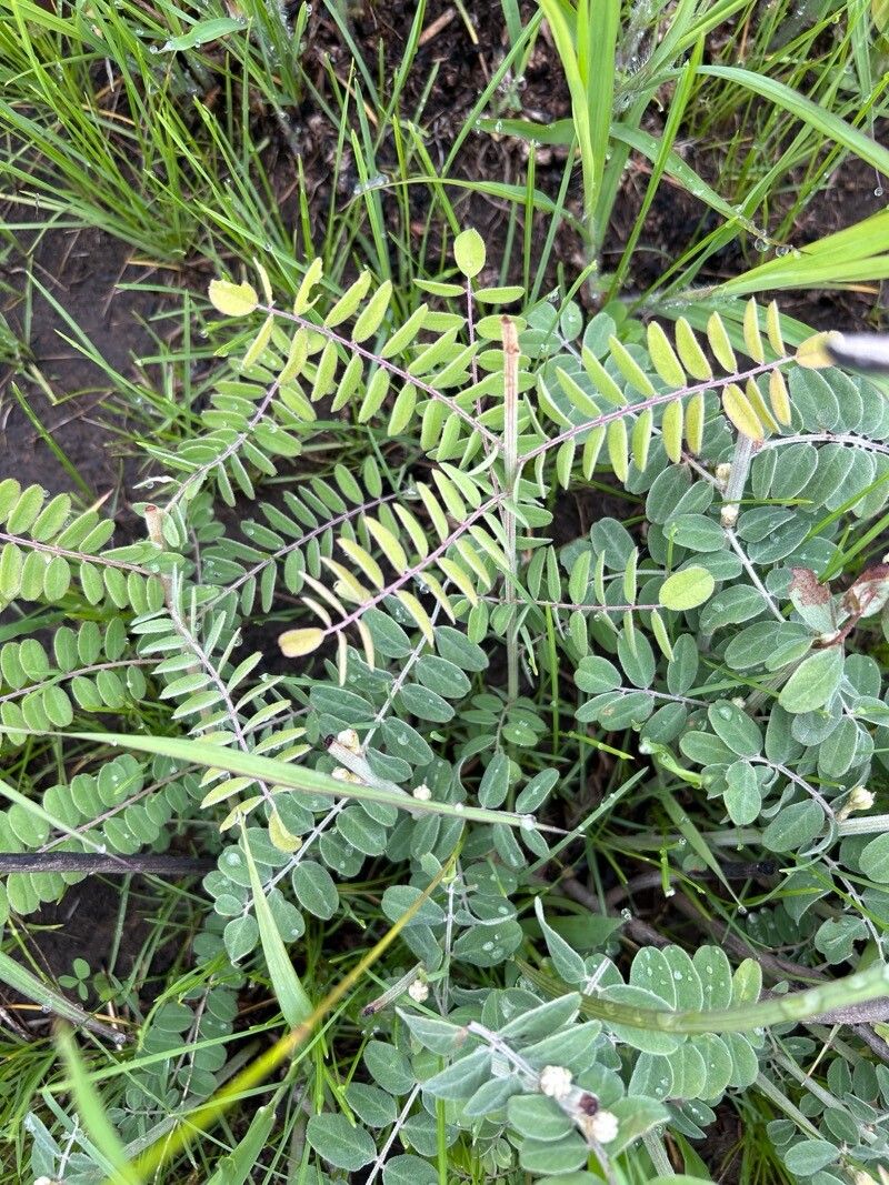 Leadplant (Amorpha canescens)