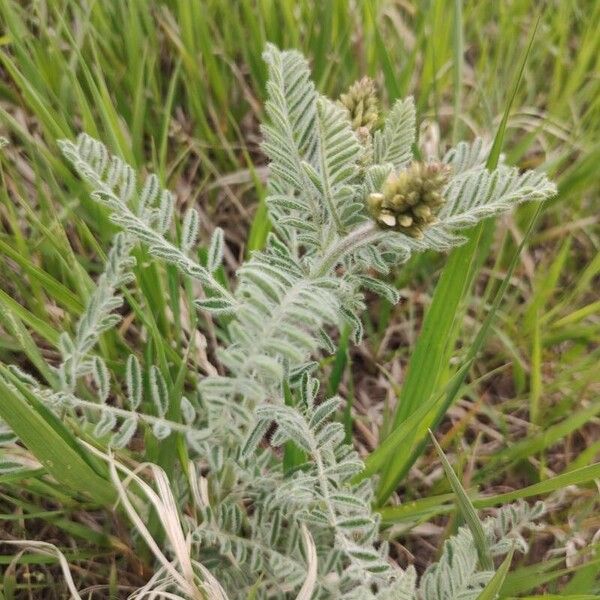 Leadplant (Amorpha canescens)