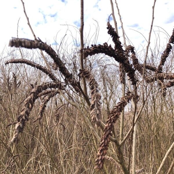 Desert false indigo (Amorpha fruticosa)