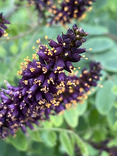 Desert false indigo