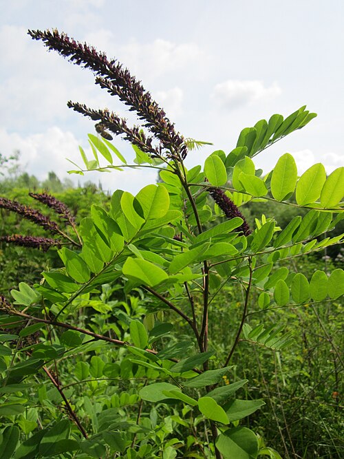 Desert false indigo: Bastardindigo ( Amorpha fruticosa ) im Naturschutzgebiet "St. Arnualer Wiesen"