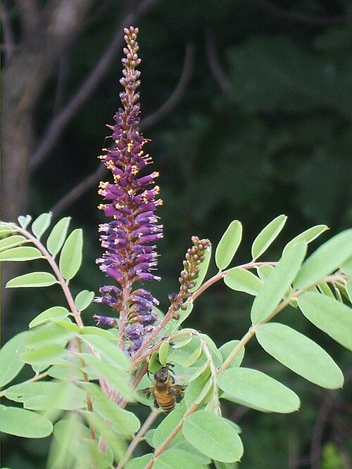 Desert false indigo: Amorpha fruticosa in Bupyung, Korea
