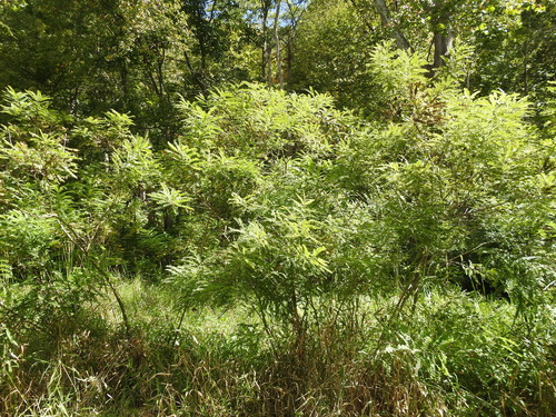 Desert false indigo (Amorpha fruticosa)