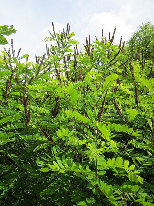 Desert false indigo: Bastardindigo ( Amorpha fruticosa ) im Naturschutzgebiet "St. Arnualer Wiesen"