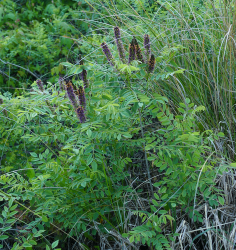 Desert false indigo (Amorpha fruticosa)