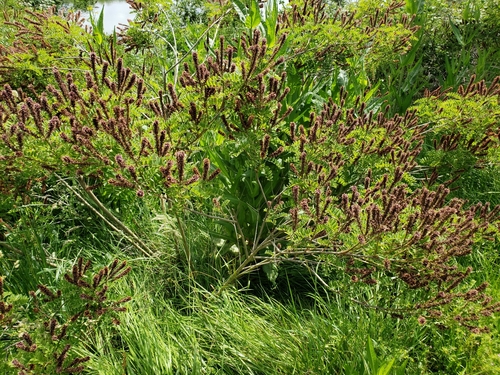 Desert false indigo (Amorpha fruticosa)