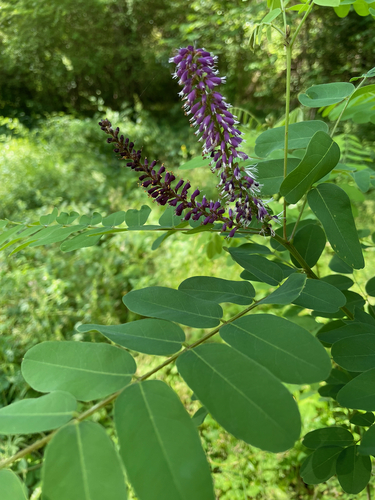 Desert false indigo (Amorpha fruticosa)