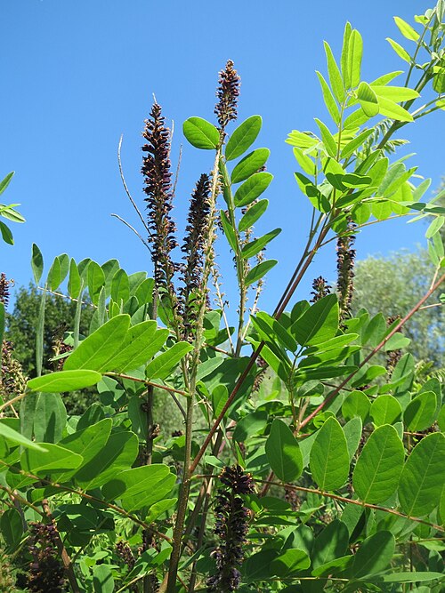 Desert false indigo: Bastardindigo ( Amorpha fruticosa ) im Naturschutzgebiet „St. Arnualer Wiesen“ - eingeschleppt aus Nordamerika
