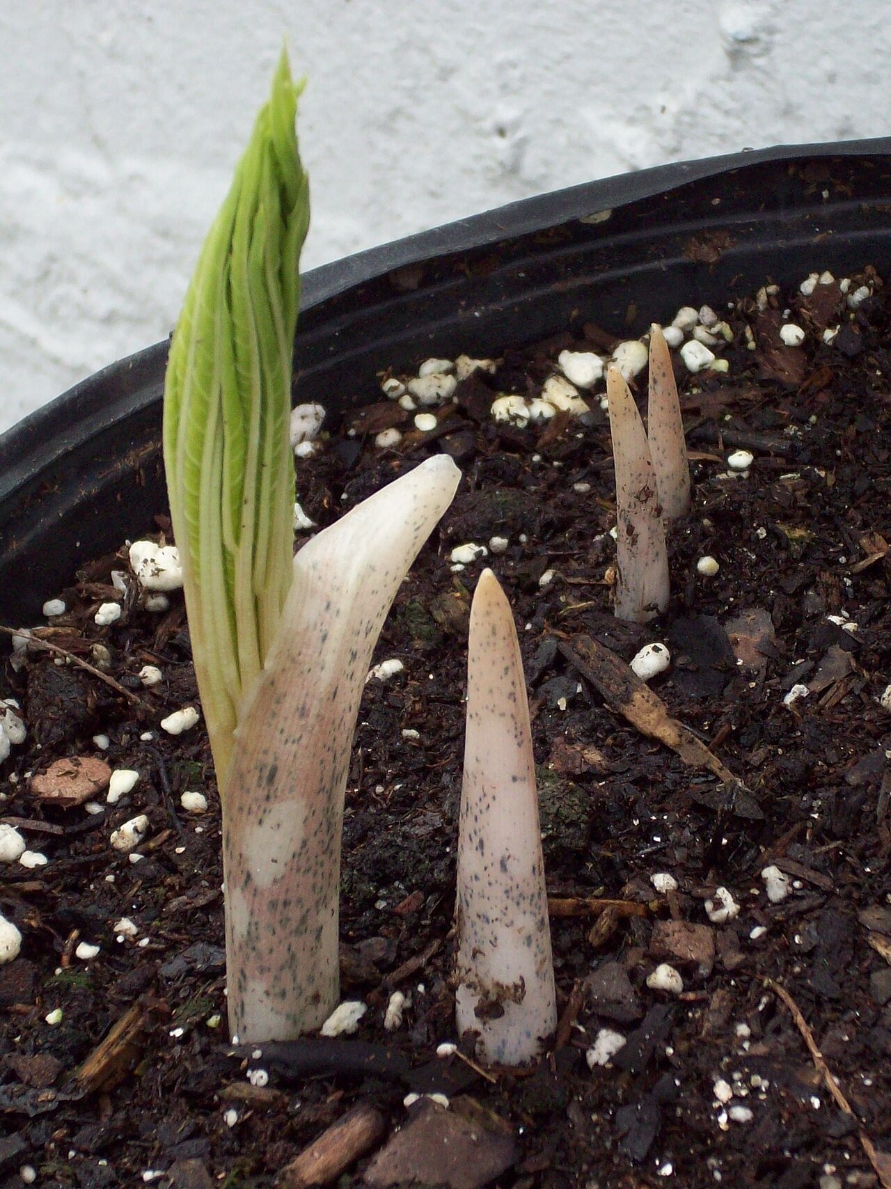 Amorphophallus abyssinicus: Amorphophallus abyssinicus