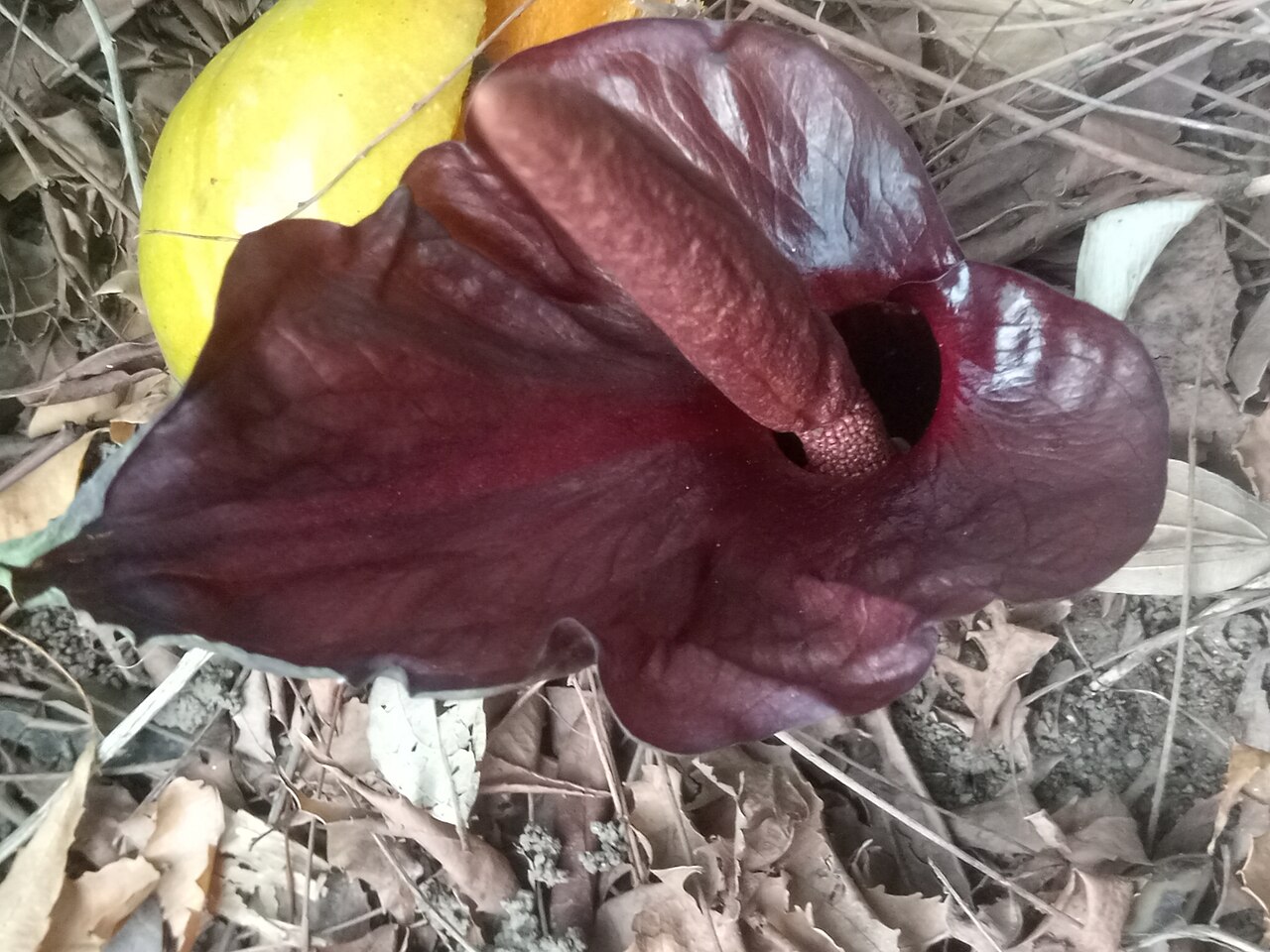 Amorphophallus abyssinicus: Amorphophallus abyssinicus