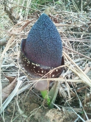 Amorphophallus aphyllus (Amorphophallus aphyllus)