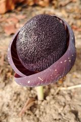 Amorphophallus aphyllus (Amorphophallus aphyllus)