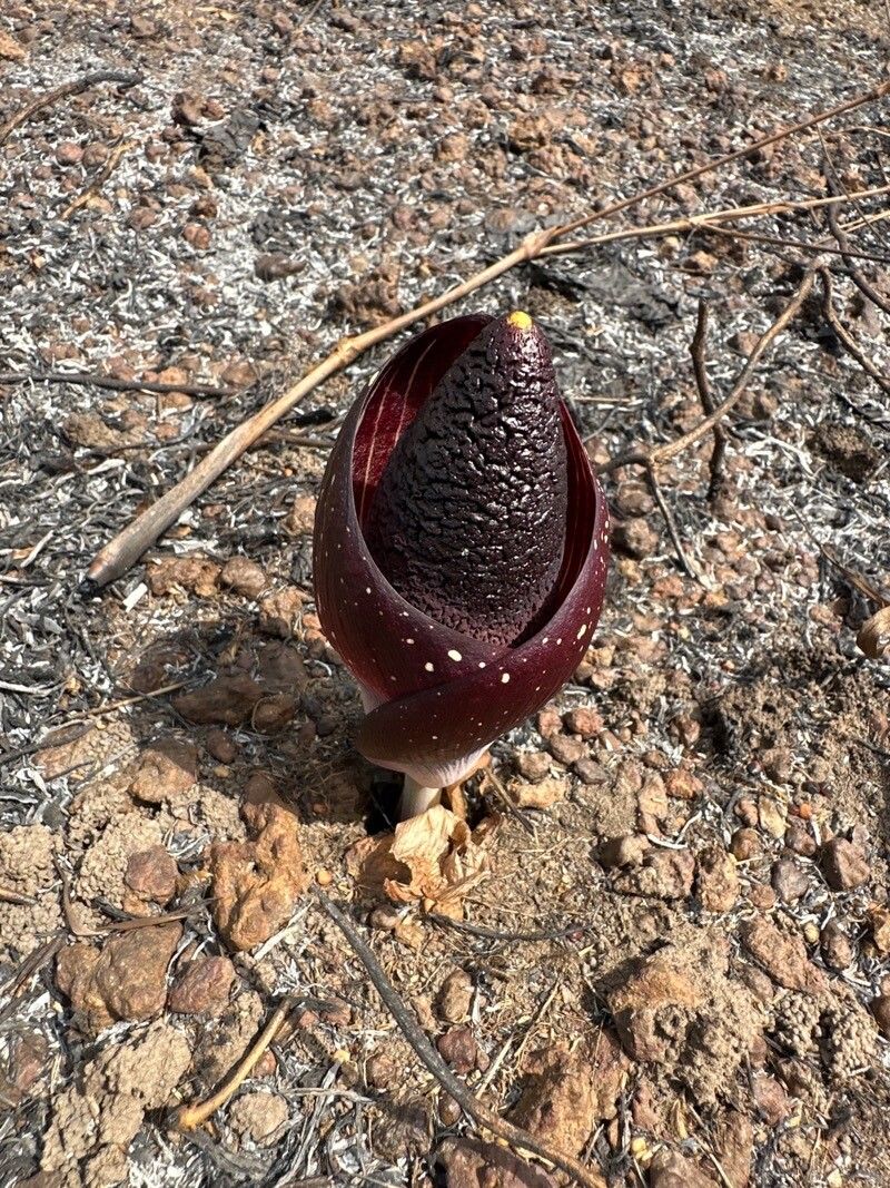 Amorphophallus aphyllus (Amorphophallus aphyllus)
