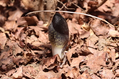 Amorphophallus aphyllus (Amorphophallus aphyllus)