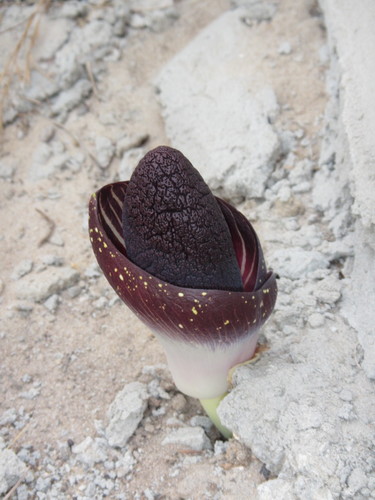 Amorphophallus aphyllus (Amorphophallus aphyllus)