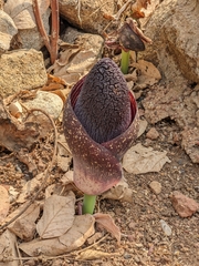 Amorphophallus aphyllus (Amorphophallus aphyllus)