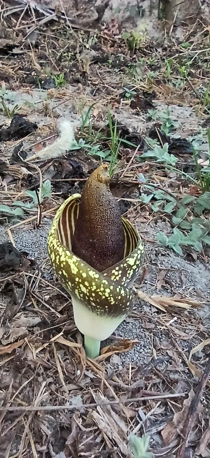 Amorphophallus aphyllus (Amorphophallus aphyllus)