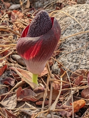 Amorphophallus aphyllus (Amorphophallus aphyllus)