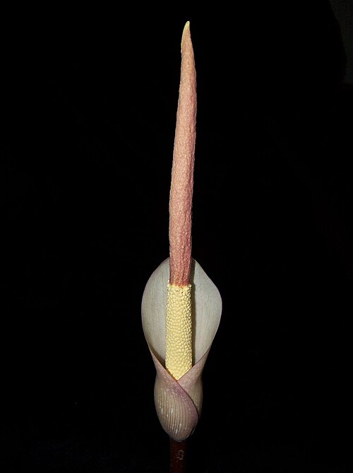 Amorphophallus atroviridis: kwiatostan Amorphophallus atroviridis