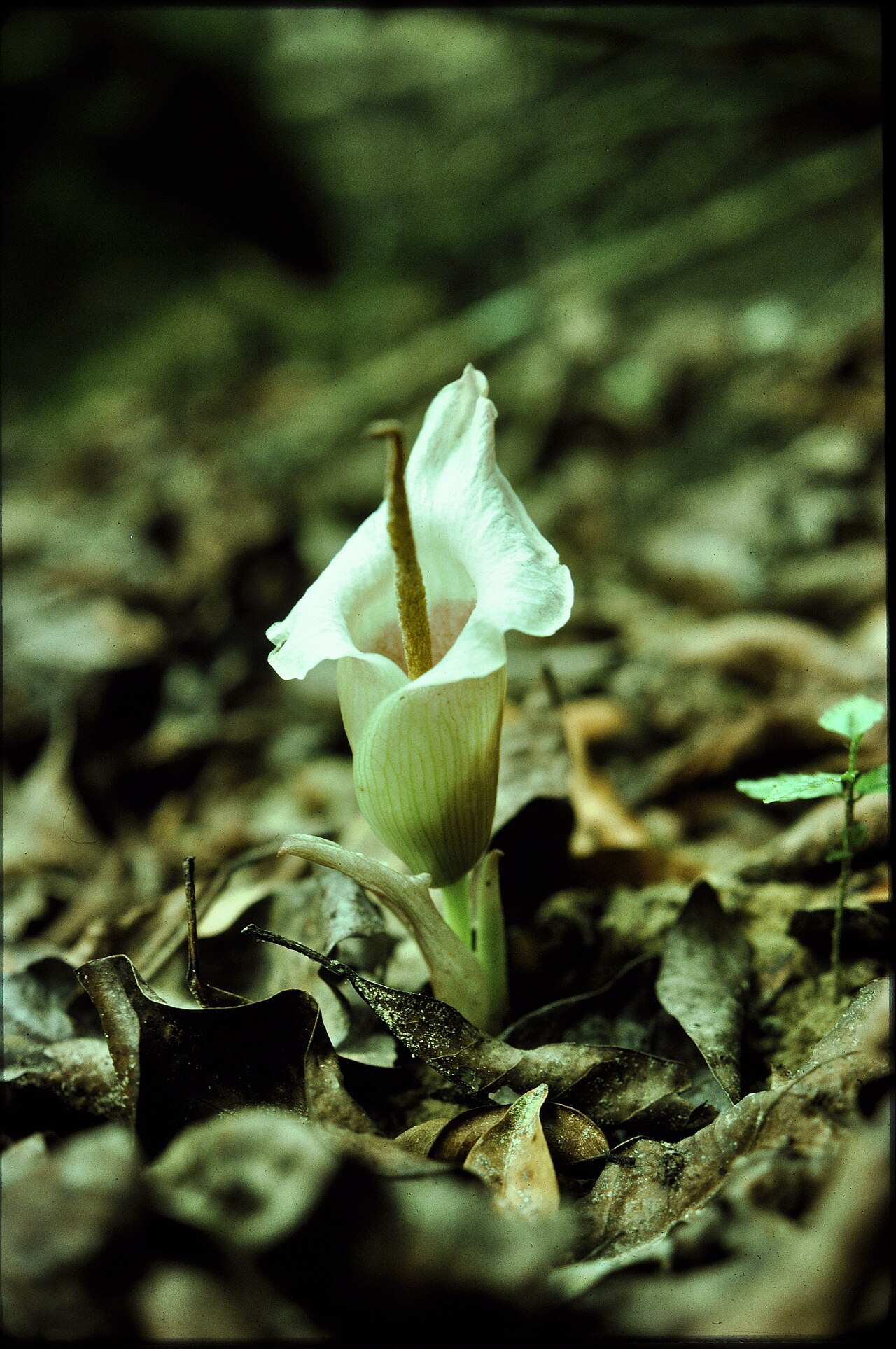 Amorphophallus barthlottii: Amorphophallus barthlottii, the type specimen on alluvial soil near Hana River, Tai National Park, Ivory coast March 1977