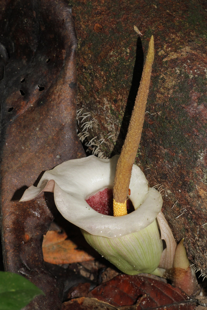 Amorphophallus barthlottii: Amorphophallus barthlottii Ittenb. & Lobin, 1997 (Araceae). Taï National Park, Ivory Coast