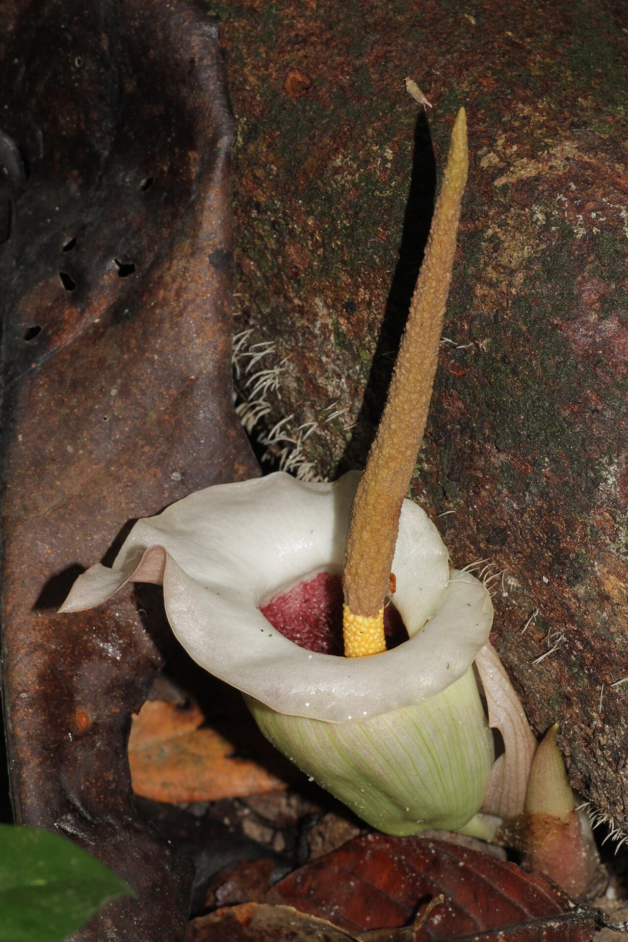 Amorphophallus barthlottii: Taï National Park, Ivory Coast