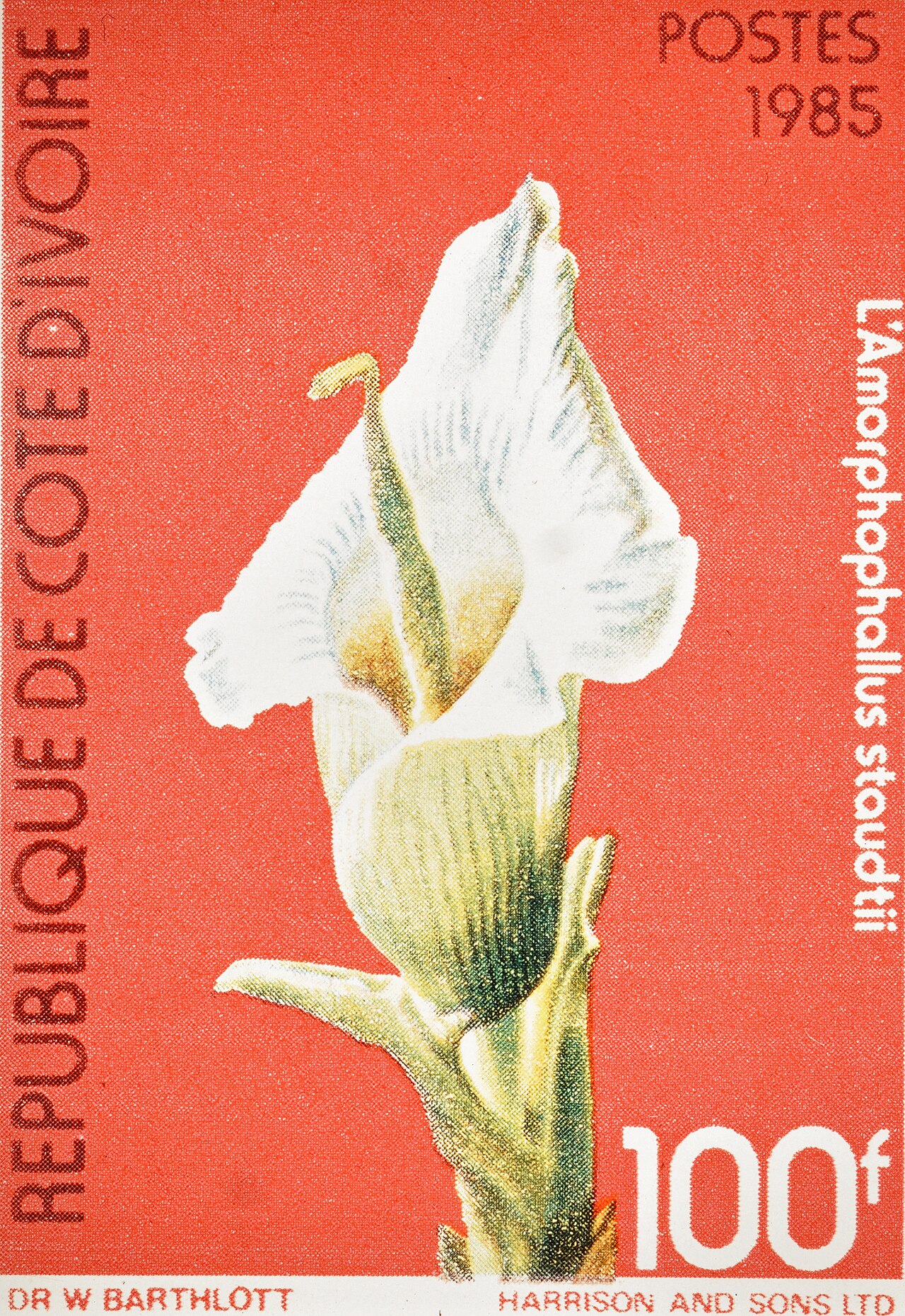 Amorphophallus barthlottii: Amorphophallus barthlottii was collected and fotographed in March 1977, then determined and published by W. Barthlott and J. Bogner as Am. Staudtii. The foto wa