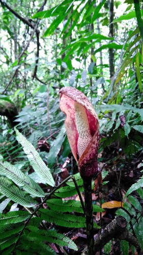 Amorphophallus beccarii (Amorphophallus beccarii)
