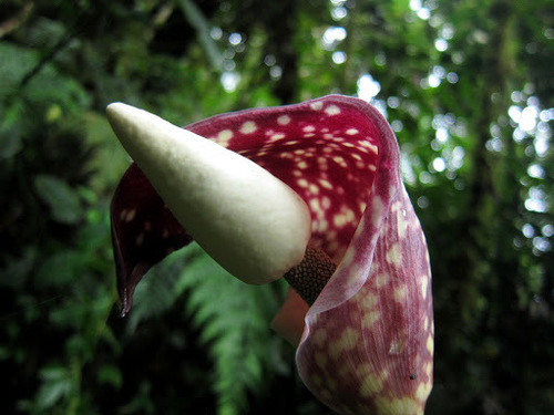 Amorphophallus beccarii (Amorphophallus beccarii)