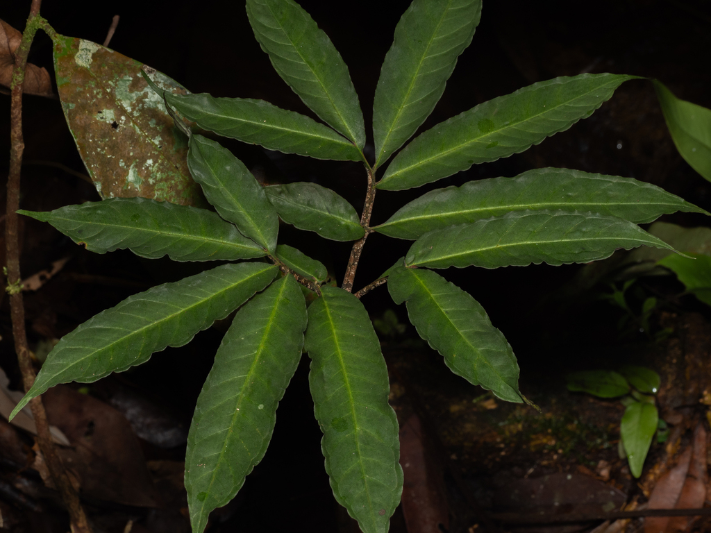 Amorphophallus bufo (Amorphophallus bufo)