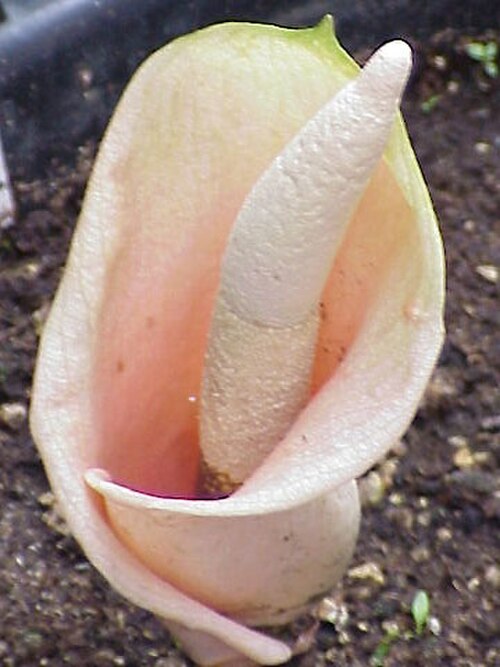 Amorphophallus bulbifer (Amorphophallus bulbifer)