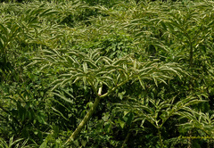 Amorphophallus bulbifer (Amorphophallus bulbifer)