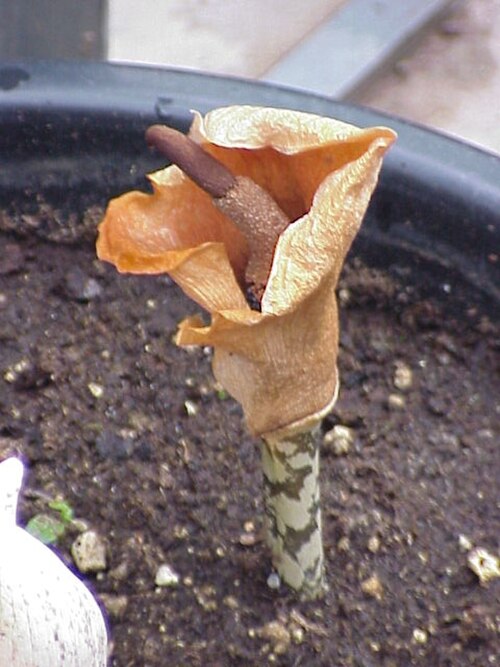 Amorphophallus bulbifer (Amorphophallus bulbifer)