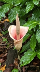 Amorphophallus bulbifer (Amorphophallus bulbifer)