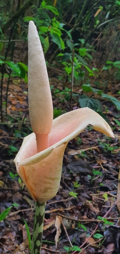 Amorphophallus bulbifer (Amorphophallus bulbifer)
