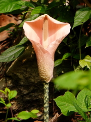 Amorphophallus bulbifer (Amorphophallus bulbifer)