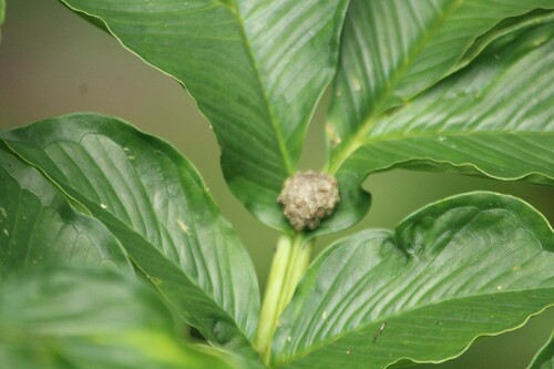 Amorphophallus bulbifer (Amorphophallus bulbifer)