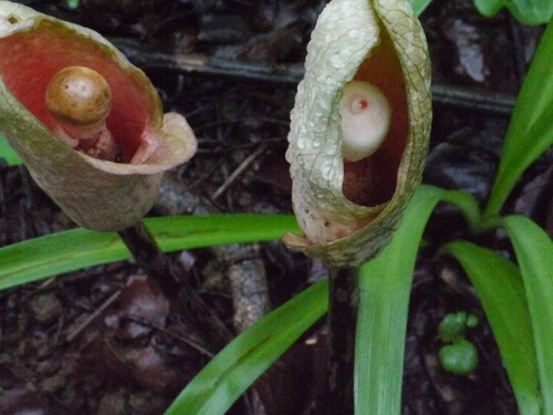 Amorphophallus bulbifer (Amorphophallus bulbifer)
