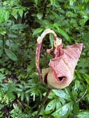 Amorphophallus calcicola (Amorphophallus calcicola)