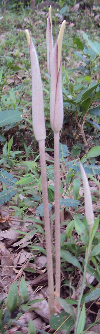 Amorphophallus commutatus: Amorphophallus commutatus