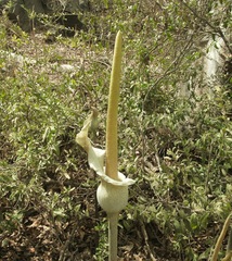 Amorphophallus consimilis (Amorphophallus consimilis)