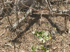Amorphophallus consimilis (Amorphophallus consimilis)