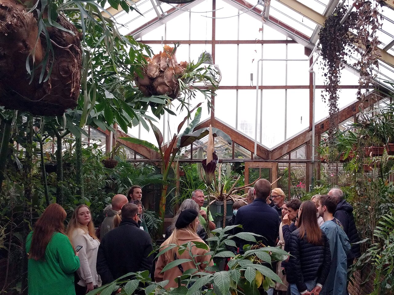 Amorphophallus decussilvae: Hortus Botanicus - Amorphophallus decus-silvae
