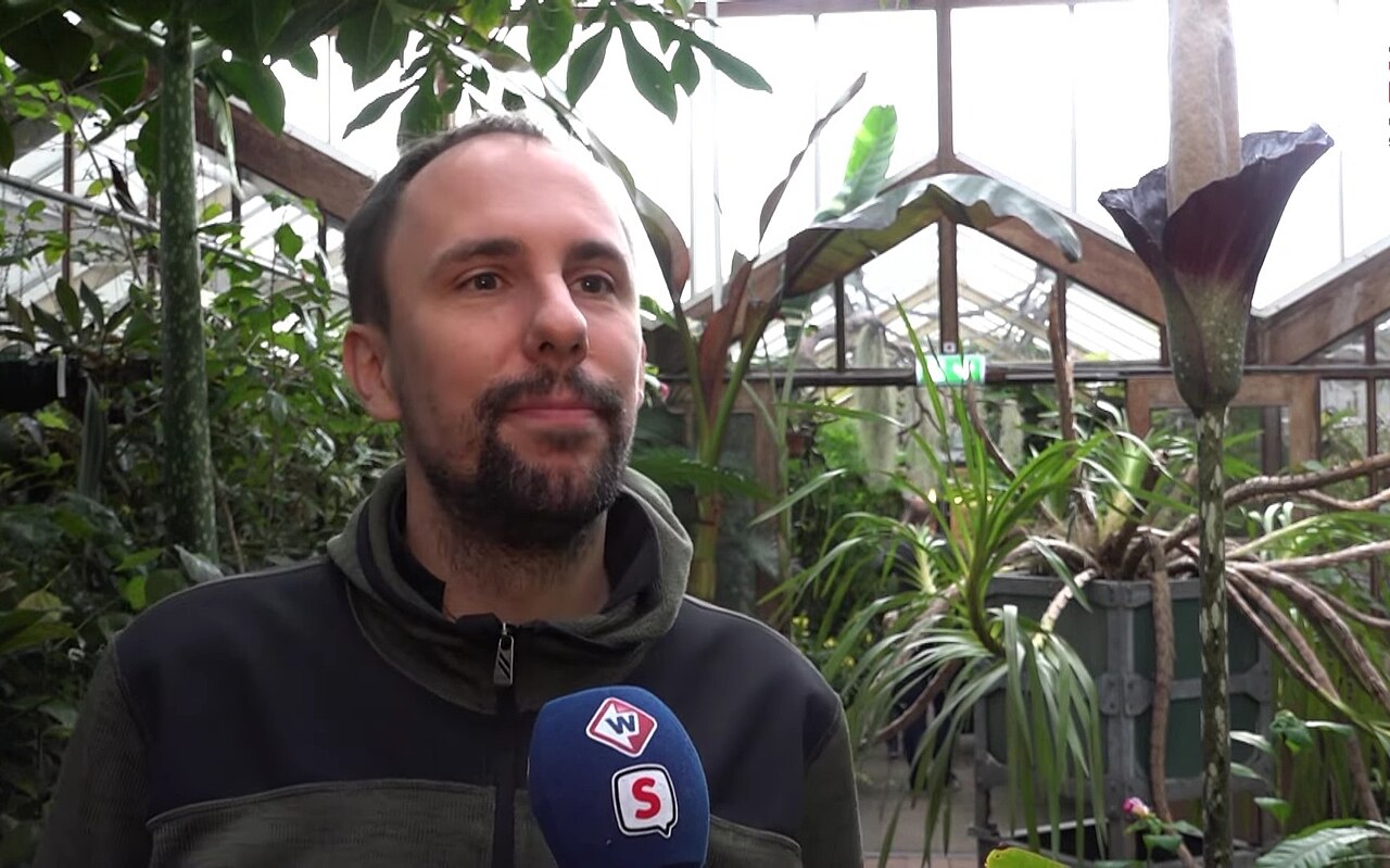 Amorphophallus decussilvae: Rogier van Vugt with a blooming Amorphophallus decus-silvae