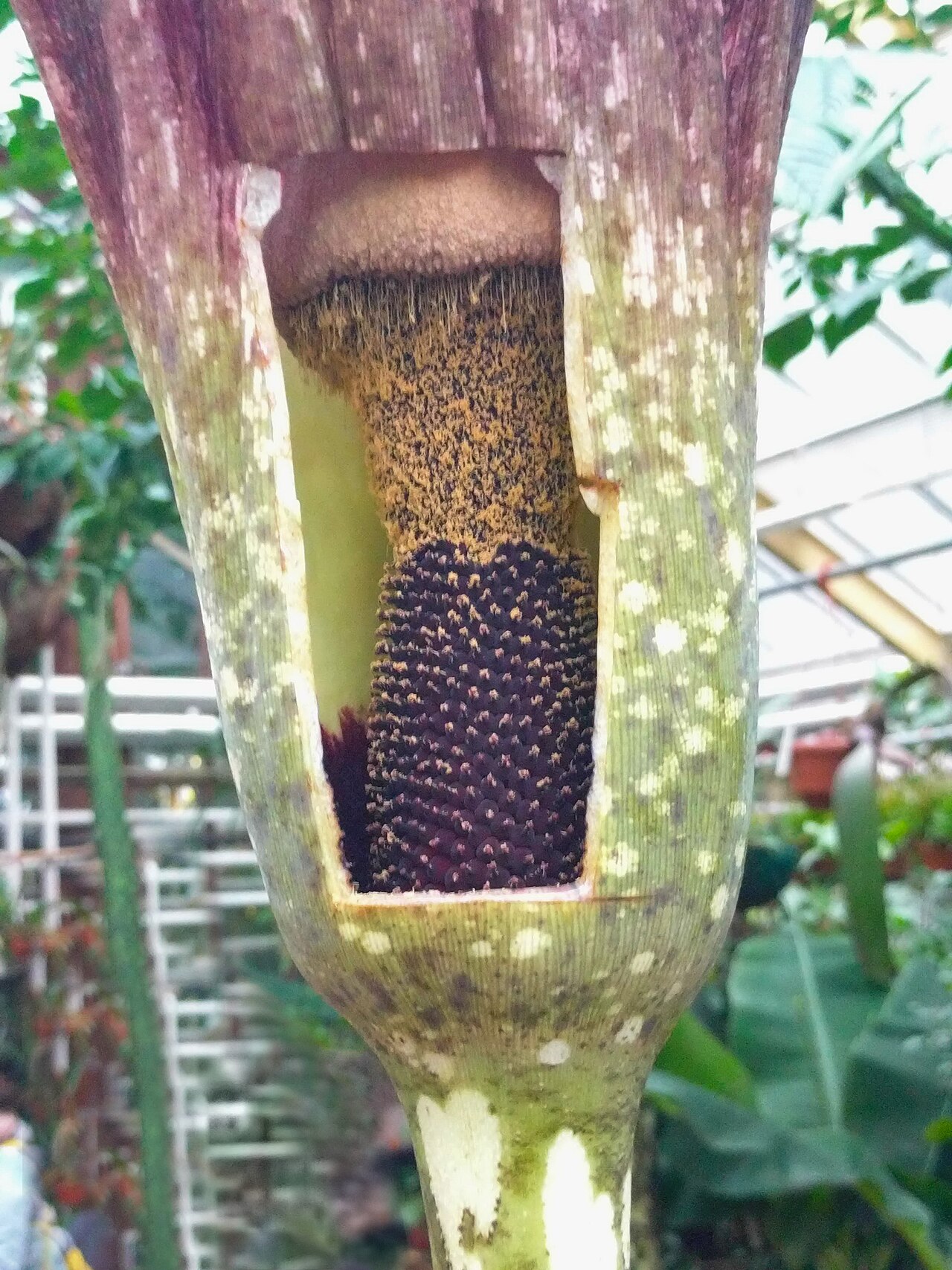 Amorphophallus decussilvae: Hortus Botanicus - Amorphophallus decus-silvae